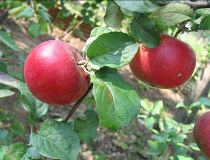 сорт яблони для сибири краса свердловска