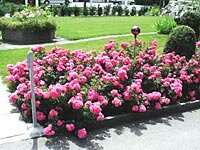 почвопокровные розы в дизайне сада