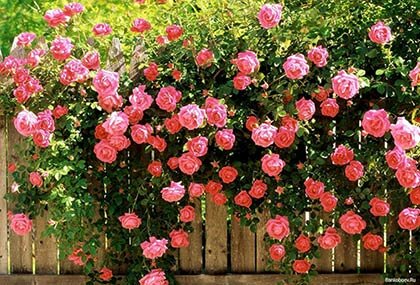 плетистые розы