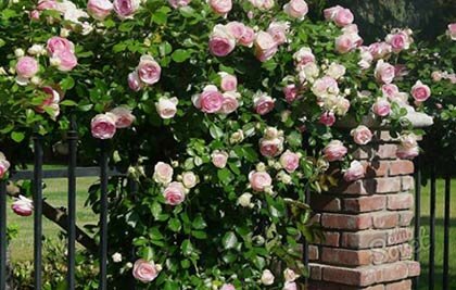 плетистые розы на заборе