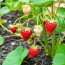 Секреты Выращивания Вкусной Земляники на Вашем Участке