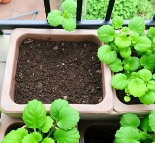 Comment démarrer un potager en carrés sur son balcon ? Guide pratique pour débutants