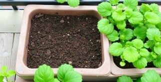 Comment démarrer un potager en carrés sur son balcon ? Guide pratique pour débutants