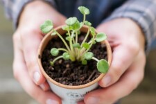 Comment bouturer ses plantes favorites : le guide pratique pour multiplier facilement vos végétaux