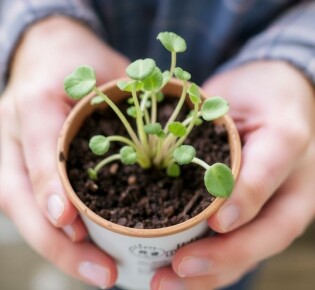 Comment bouturer ses plantes favorites : le guide pratique pour multiplier facilement vos végétaux