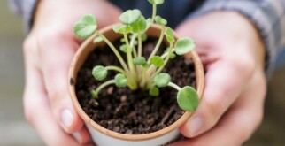 Comment bouturer ses plantes favorites : le guide pratique pour multiplier facilement vos végétaux