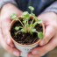 Comment bouturer ses plantes favorites : le guide pratique pour multiplier facilement vos végétaux
