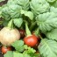 Alte Gemüsesorten neu entdecken: redescubriendo las verduras olvidadas para tu mesa y tu jardín