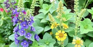 Mischkultur: Qué plantas se llevan bien y cómo crear un huerto armonioso