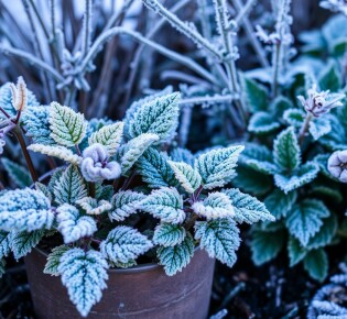 Cómo proteger tus plantas del hielo en invierno: estrategias sencillas y efectivas
