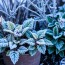 Cómo proteger tus plantas del hielo en invierno: estrategias sencillas y efectivas