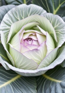 Советы по выращиванию капусты: от семечек до урожая