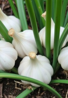 Как вырастить чеснок на участке: Полное руководство для начинающих и опытных садоводов