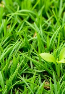 Cómo Sembrar un Césped Resistente y Verde: Guía Paso a Paso para Lograr el Jardín de Tus Sueños