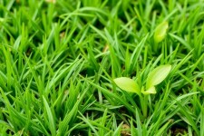 Cómo Sembrar un Césped Resistente y Verde: Guía Paso a Paso para Lograr el Jardín de Tus Sueños