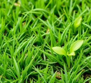 Cómo Sembrar un Césped Resistente y Verde: Guía Paso a Paso para Lograr el Jardín de Tus Sueños