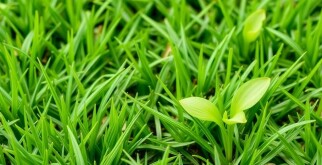 Cómo Sembrar un Césped Resistente y Verde: Guía Paso a Paso para Lograr el Jardín de Tus Sueños