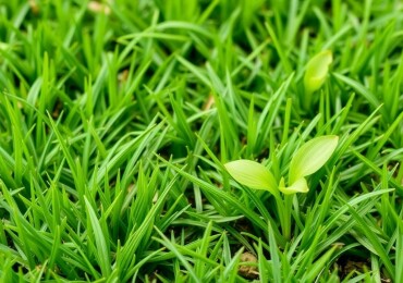 Cómo Sembrar un Césped Resistente y Verde: Guía Paso a Paso para Lograr el Jardín de Tus Sueños
