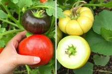 Semillas heredadas vs. semillas híbridas: ¿Por qué importa qué planta siembras?