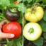 Semillas heredadas vs. semillas híbridas: ¿Por qué importa qué planta siembras?