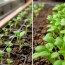 Semis intérieur vs semis direct: When and How to Choose the Best Sowing Method