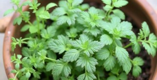 Die pflegeleichtesten Kräuter für la cocina: las hierbas más fáciles que transformarán tus platos y tu vida