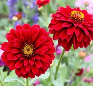 Las mejores flores para cultivar en un jardín de corte: guía completa para cortar y disfrutar