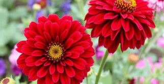 Las mejores flores para cultivar en un jardín de corte: guía completa para cortar y disfrutar