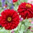 Las mejores flores para cultivar en un jardín de corte: guía completa para cortar y disfrutar