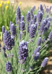 Как вырастить лаванды на участке: Полное руководство для начинающих садоводов