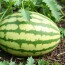 Советы по выращиванию арбузов: секреты вкусного и сладкого урожая