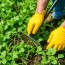 Unkraut entfernen: Métodos efectivos y seguros para recuperar tu jardín
