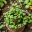 Kräuterspirale bauen und bepflanzen: la guía completa para crear tu espiral de hierbas paso a paso