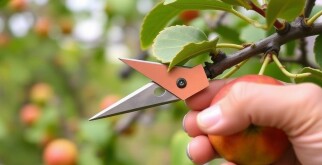 Obstbäume schneiden: El momento justo y las técnicas que transformarán tus frutales