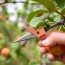 Obstbäume schneiden: El momento justo y las técnicas que transformarán tus frutales