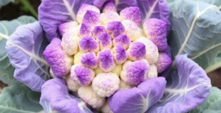 Выращивание цветной капусты: секреты и советы для успешного урожая