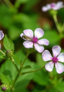 Plantas que Repelen Mosquitos de Forma Natural: Convierte tu jardín en una barrera aromática