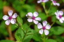 Plantas que Repelen Mosquitos de Forma Natural: Convierte tu jardín en una barrera aromática