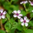 Plantas que Repelen Mosquitos de Forma Natural: Convierte tu jardín en una barrera aromática
