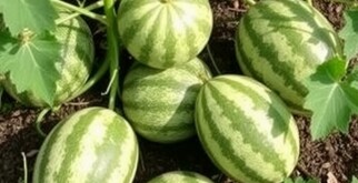 Как вырастить дыни на своём участке: Пошаговое руководство для начинающих