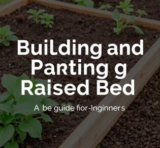 Hochbeet anlegen und bepflanzen: Un guide para principiantes que quiere cultivar con éxito