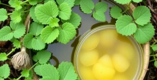 Purins de plantes : les secrets de l&rsquo;ortie et de la consoude pour un jardin vigoureux