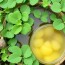 Purins de plantes : les secrets de l’ortie et de la consoude pour un jardin vigoureux