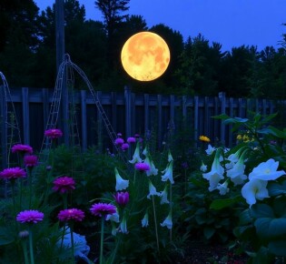 Gärtnern nach dem Mond: Mythos oder Wahrheit?