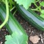 Советы по выращиванию кабачков: как получить урожай мечты