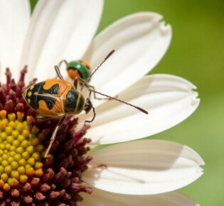 Atraer insectos beneficiosos a tu jardín: el arte de crear un equipo natural