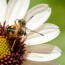 Atraer insectos beneficiosos a tu jardín: el arte de crear un equipo natural