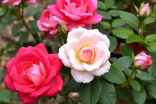 Rosen richtig schneiden: Tailler ses rosiers pour une floraison abondante – Der vollständige Leitfaden für üppige Blüten