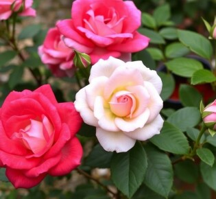 Rosen richtig schneiden: Tailler ses rosiers pour une floraison abondante – Der vollständige Leitfaden für üppige Blüten