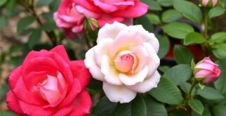 Rosen richtig schneiden: Tailler ses rosiers pour une floraison abondante – Der vollständige Leitfaden für üppige Blüten